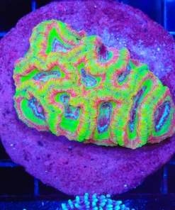 Ultra Rainbow Acan Coral
