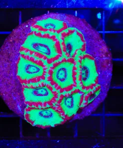 Wysiwyg One Of  A Kind Acan Coral Colony  (C83)