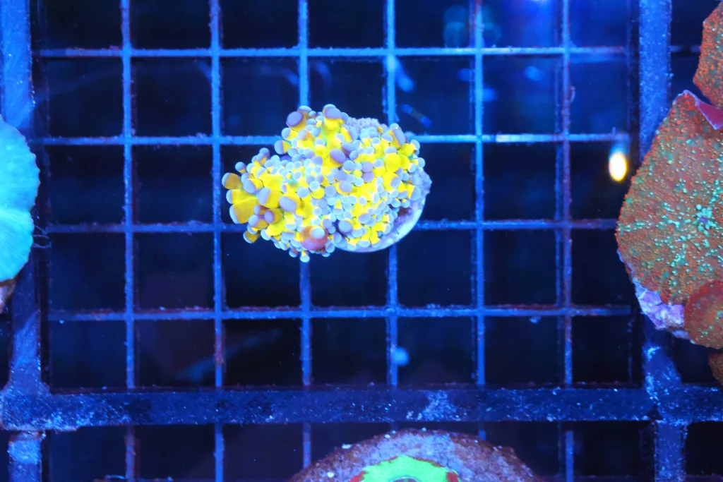Frag Box Corals