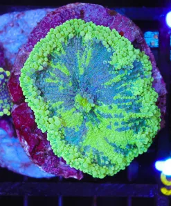 Wysiwyg Enormous Yuma (+1 Bonus Leaf) (C85)