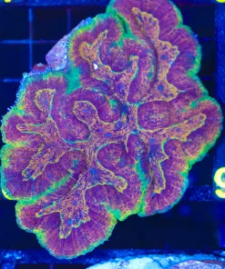 Wysiwyg Massive Symphylia Brain Coral (C86)
