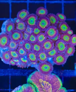 Wysiwyg Zoanthid Colony (C87)