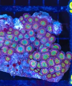 Wysiwyg Zoanthid Colony   (C88)
