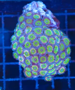 Wysiwyg Zoanthid Colony  (C90)
