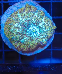 Wysiwyg Golden Snow Leopard Mushroom  (C91)