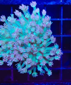Wysiwyg Unique Flowerpot Coral Colony (C92)