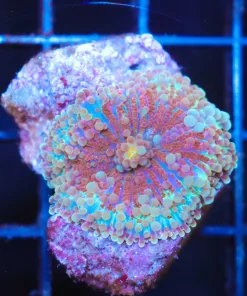 Wysiwyg Unique Yuma Coral (C93)
