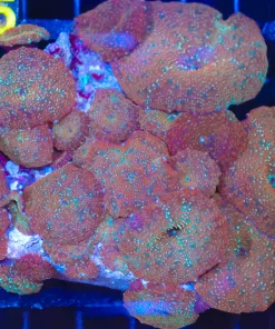 Wysiwyg Huge Rock Covered In Mushrooms (C94)