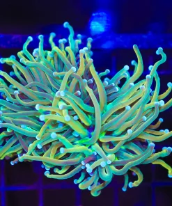 Wysiwyg Holy Grail Torch Coral (C95)