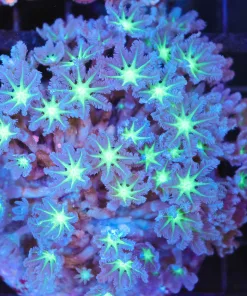 Wysiwyg Clove Polyps Colony (C96)