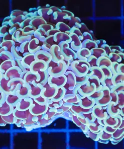 Wysiwyg Wall Hammer Coral Colony (C98)