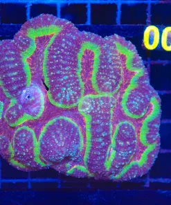 Wysiwyg Large Symphylia Brain Coral(C100)
