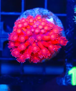 Wysiwyg Very Red Very Bright Ruby Gonipora (C101)
