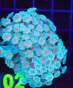 Wysiwyg Combo 2 for 1 Alveopora Coral Colony (C102)
