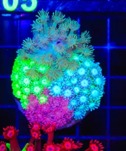 Wysiwyg Combo Flowerpot Coral Bouqet (C104)