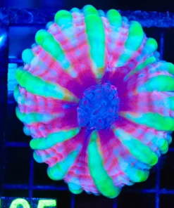 Wysiwyg Cotton Candy Indophylia Coral *rare*  (C105)