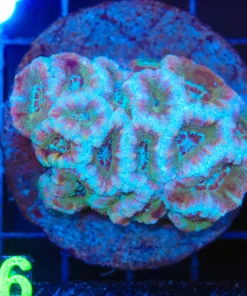 Wysiwyg Acan Coral Colony (C106)