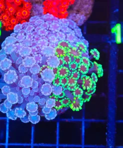 Wysiwyg Combo Alveopora Coral (C107)