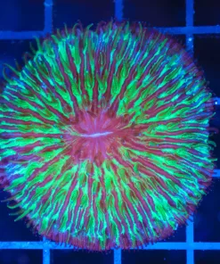 Wysiwyg Unique Plate Coral (C108)