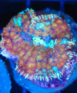 Wysiwyg Rhodactis Bryiodes *rare species* (C109)