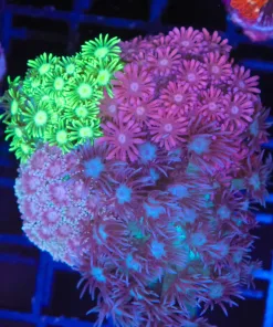 Wysiwyg 4x Combo Flowerpot Coral Colony  (C110)