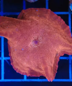 Wysiwyg Enormous Iron Man Mushroom  (C111) *Free shipping - $249 minimum livestock spend*