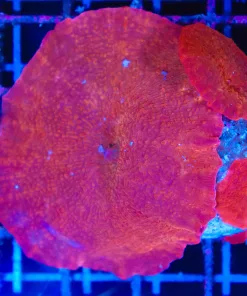 Wysiwyg Enormous Iron Man Mushroom  (C113) *Free shipping - $249 minimum livestock spend*