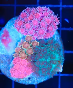 Wysiwyg Combo Flowerpot Coral (C114)