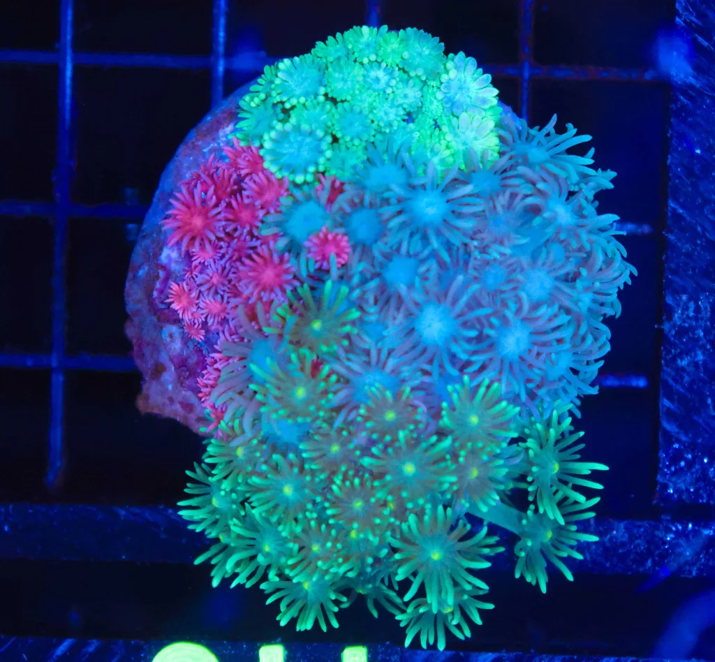 Frag Box Corals