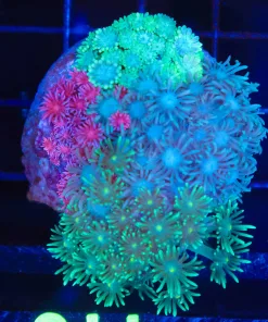 Wysiwyg Combo Flowerpot Coral (C115)