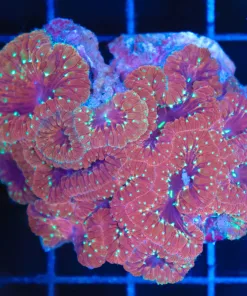 Wysiwyg Blastomussa Colony (C116)