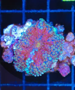 Wysiwyg Unique Yuma Coral (C117) *Free shipping - no minimum livestock spend*