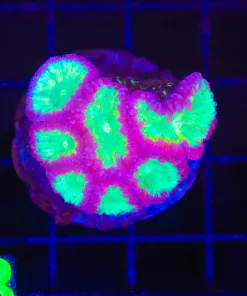 Wysiwyg Incredibly Bright, Blastomussa Colony (C118)