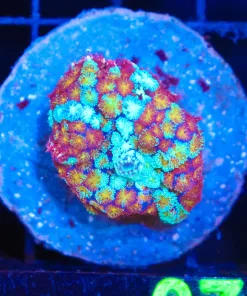 Wysiwyg Rhodactis Bryiodes Mushroom (C119) *RARE*