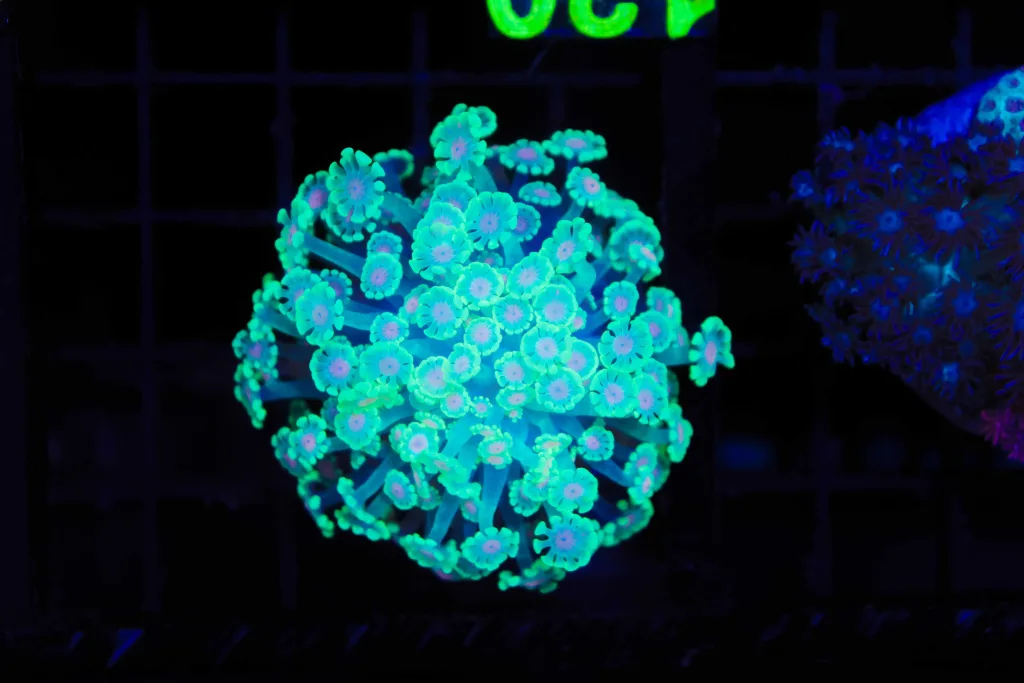 Frag Box Corals