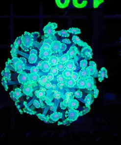 Wysiwyg Flowerpot Colony (C120)