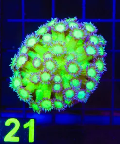 Wysiwyg Super Bright Flowerpot Coral (C121)