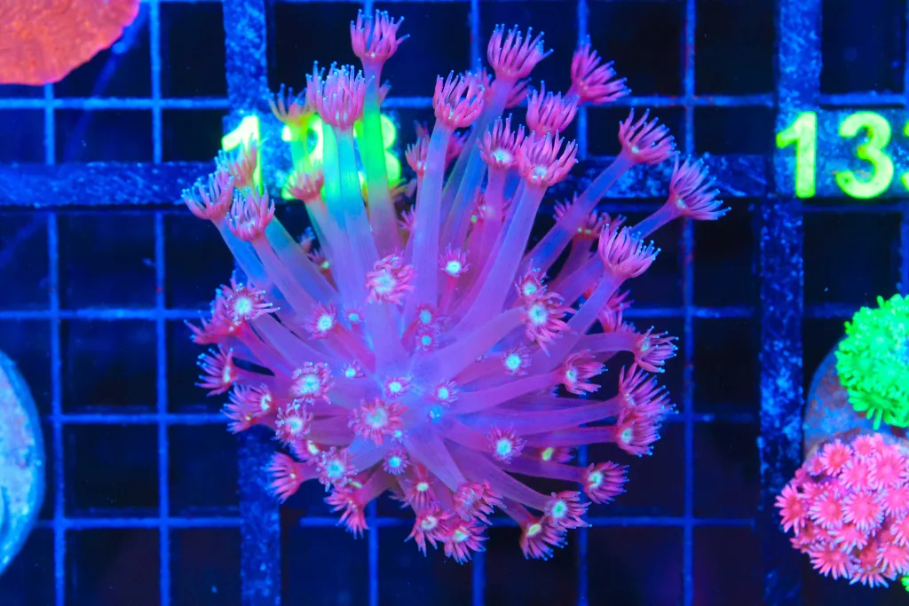 Frag Box Corals