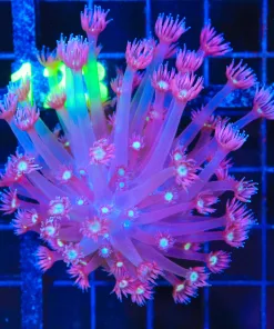 Wysiwyg Flowerpot Coral (C122)