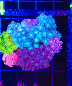 Wysiwyg Combo FLowerpot Coral (C123) **Free shipping - No Minimum livestock spend**