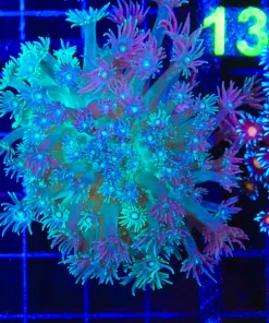 Wysiwyg Flowerpot Coral (C124)