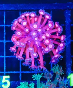 Wysiwyg Flowerpot Coral (C125)