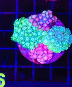 Wysiwyg Flowerpot Combo (C126)