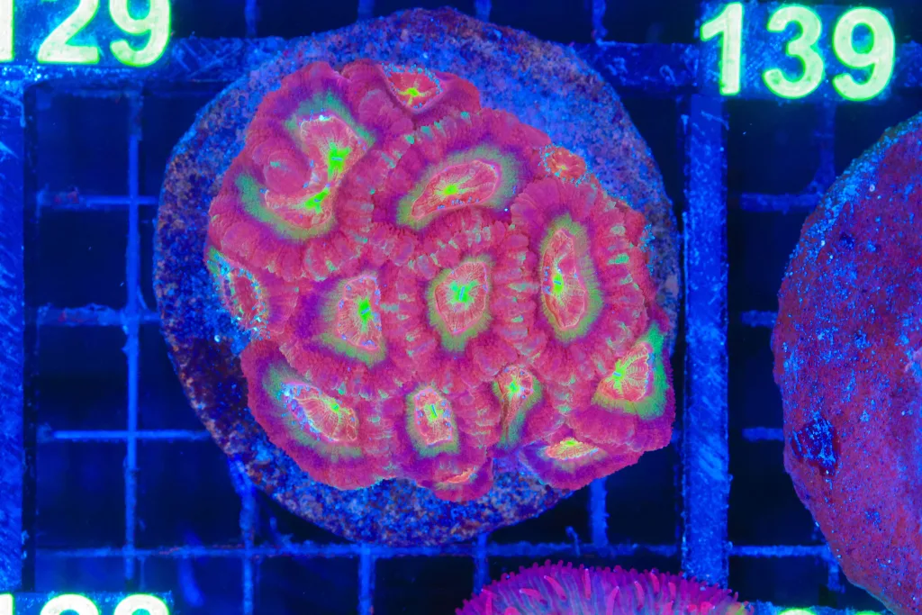 Frag Box Corals