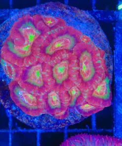 Wysiwyg Unique Acan Colony (C128)
