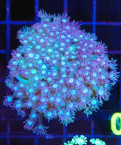 Wysiwyg Flowerpot Coral (C129)