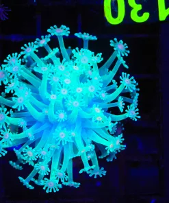 Wysiwyg Flowerpot Coral (C130) *Free shipping - no minimum livestock spend*