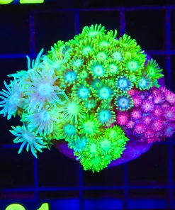 Wysiwyg Flowerpot Combo Colony (C131)