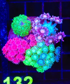 Wysiwyg Flowerpot Combo Colony (C132)