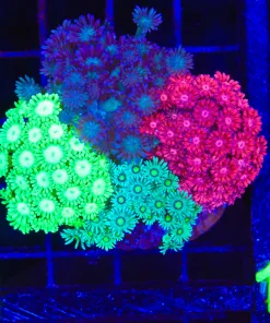 Wysiwyg Flowerpot Combo Colony  (C133)